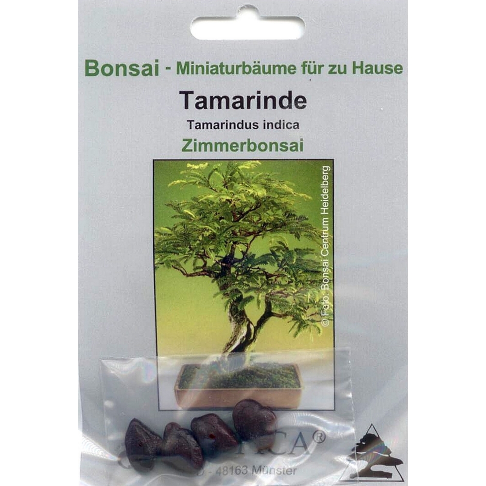 Bonsai - 4 Samen Tamarinde, Tamarindus indica, 90031