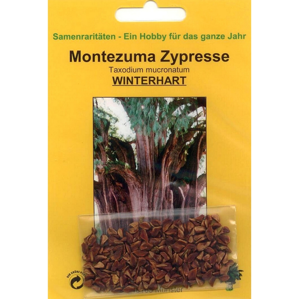 Bonsai - 60 Samen Taxodium mucronatum, Montezuma Zypresse, 90042