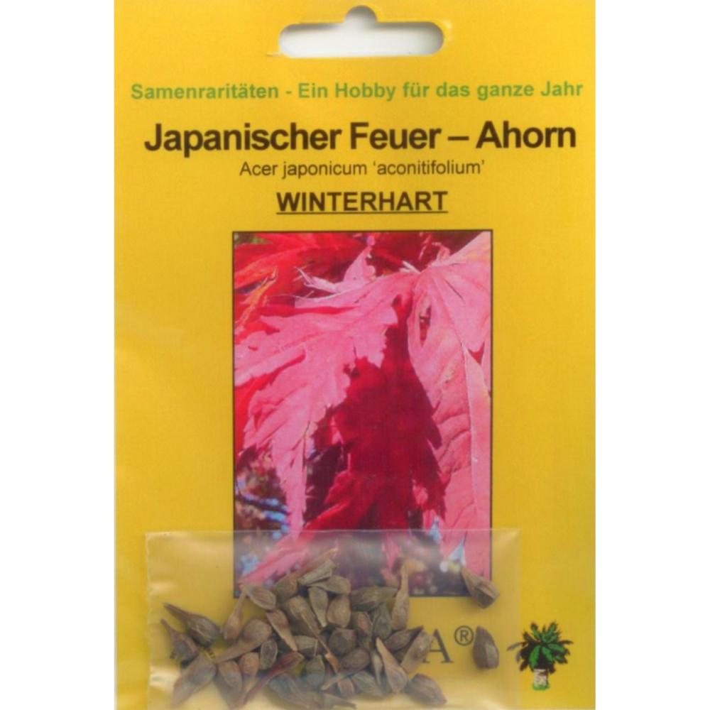 Bonsai - 10 Samen  Acer japonicum aconitifolium - Japanischer Feuer Ahorn 90021