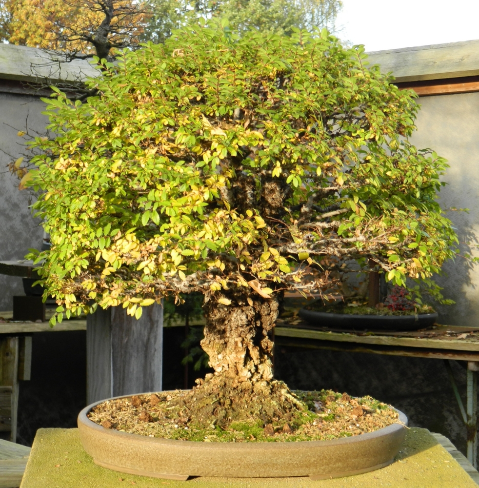 Ulmus parvifolia - Chinesische Ulme (Pflegeanleitung)