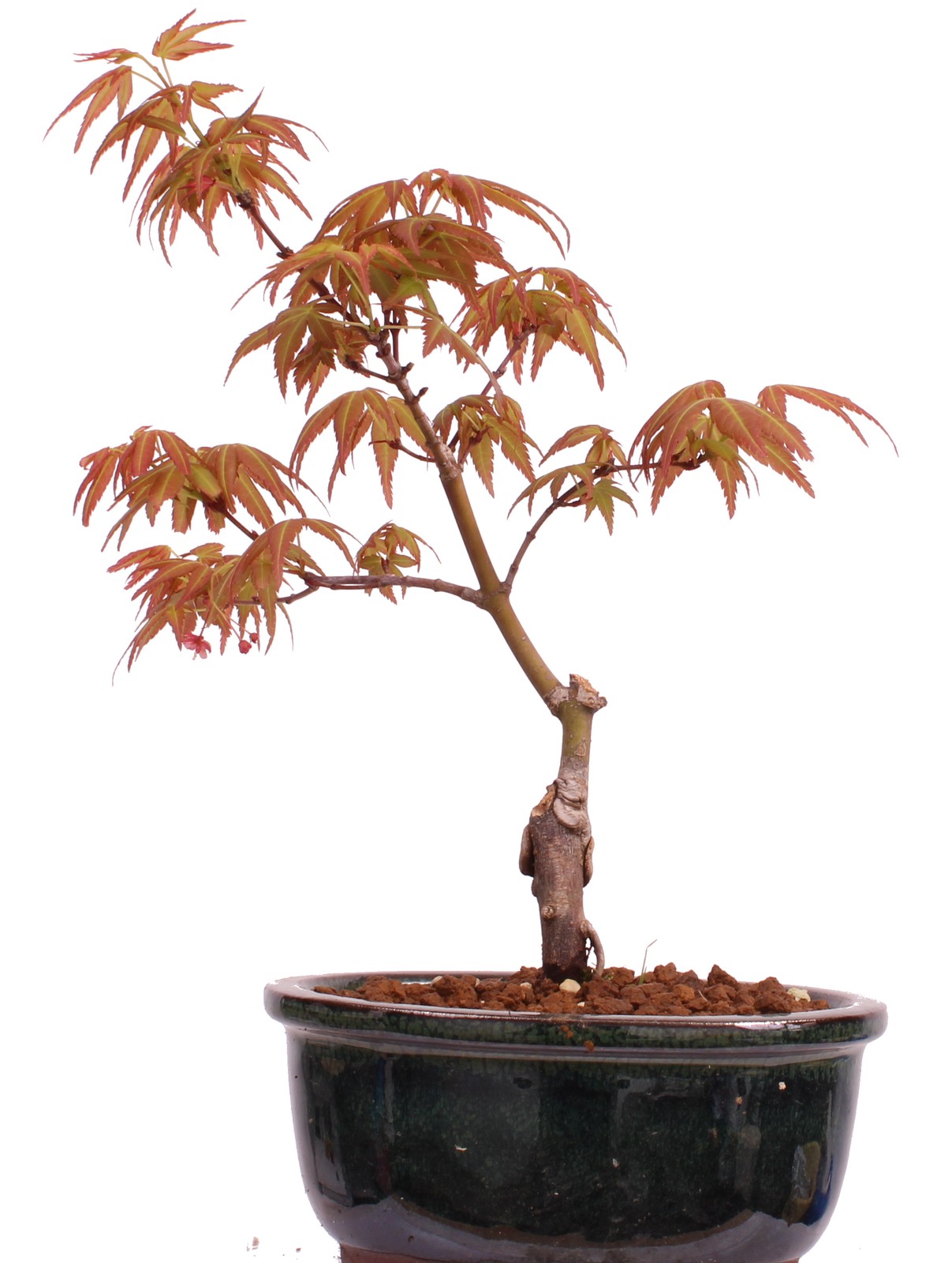 Bonsai-Shopping.eu - Bonsai - Acer palmatum 'Seigen' Japanischer  Fcherahorn aus Japan 229/53