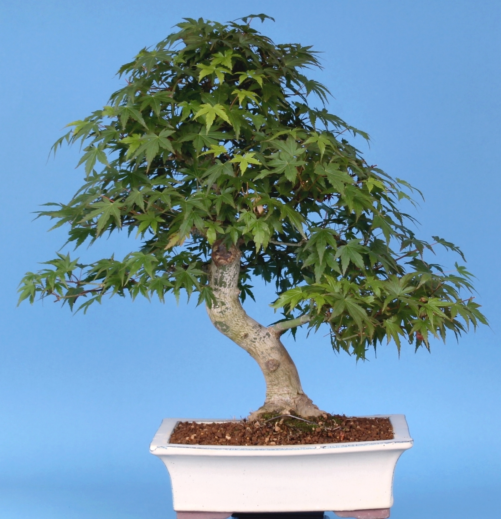 pyracantha coccinea bonsai Pyracantha 'Red Cushion' Bonsai Tree – Bella Bonsai Nursery main image 0