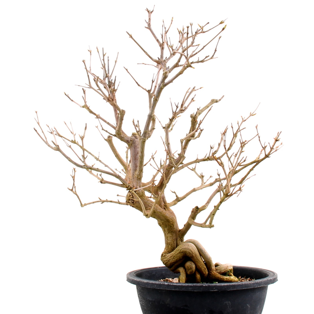 Punica granatum 'Nana' - Granatapfel (Pflegeanleitung)