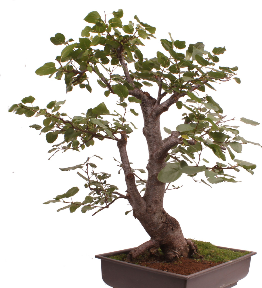 Bonsai - Alnus cordata, Italienische Erle, Herzblättrige Erle 197/186