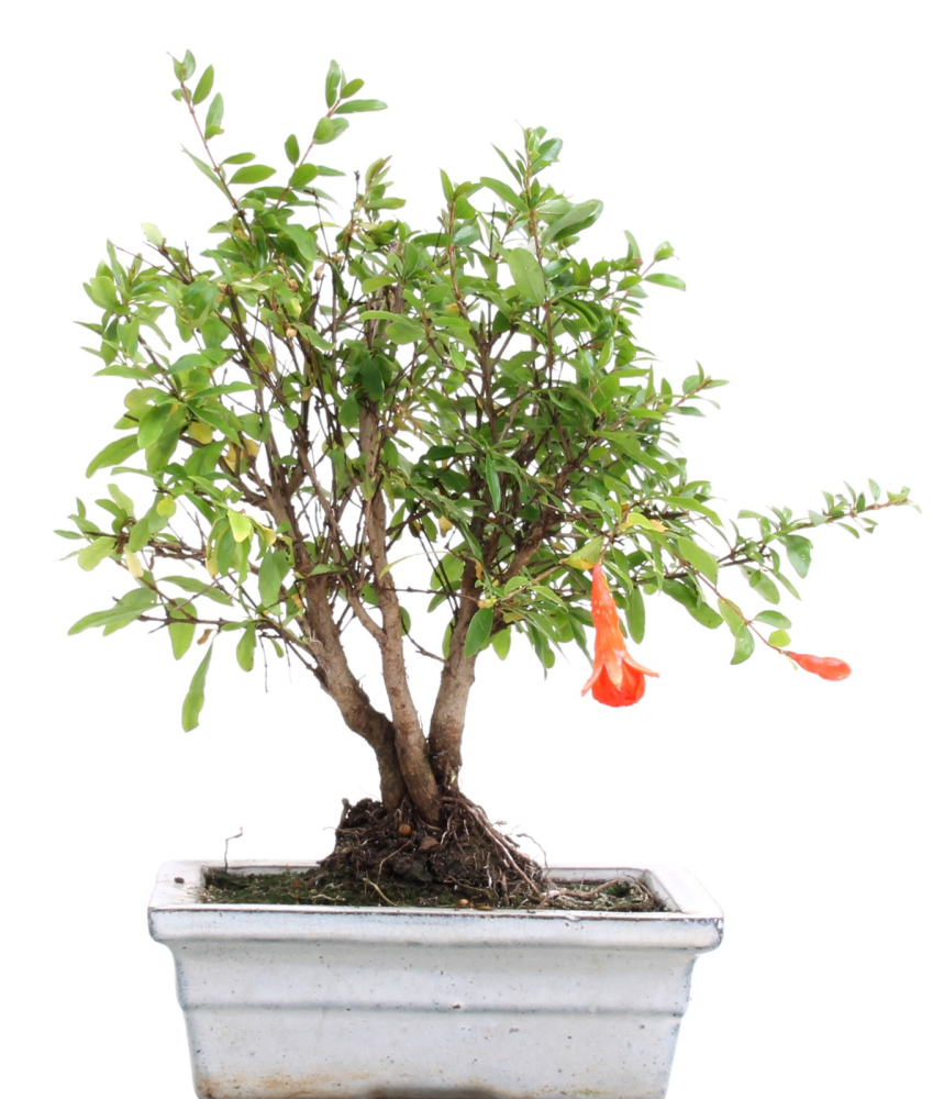 Punica granatum 'Nana' - Granatapfel (Pflegeanleitung)