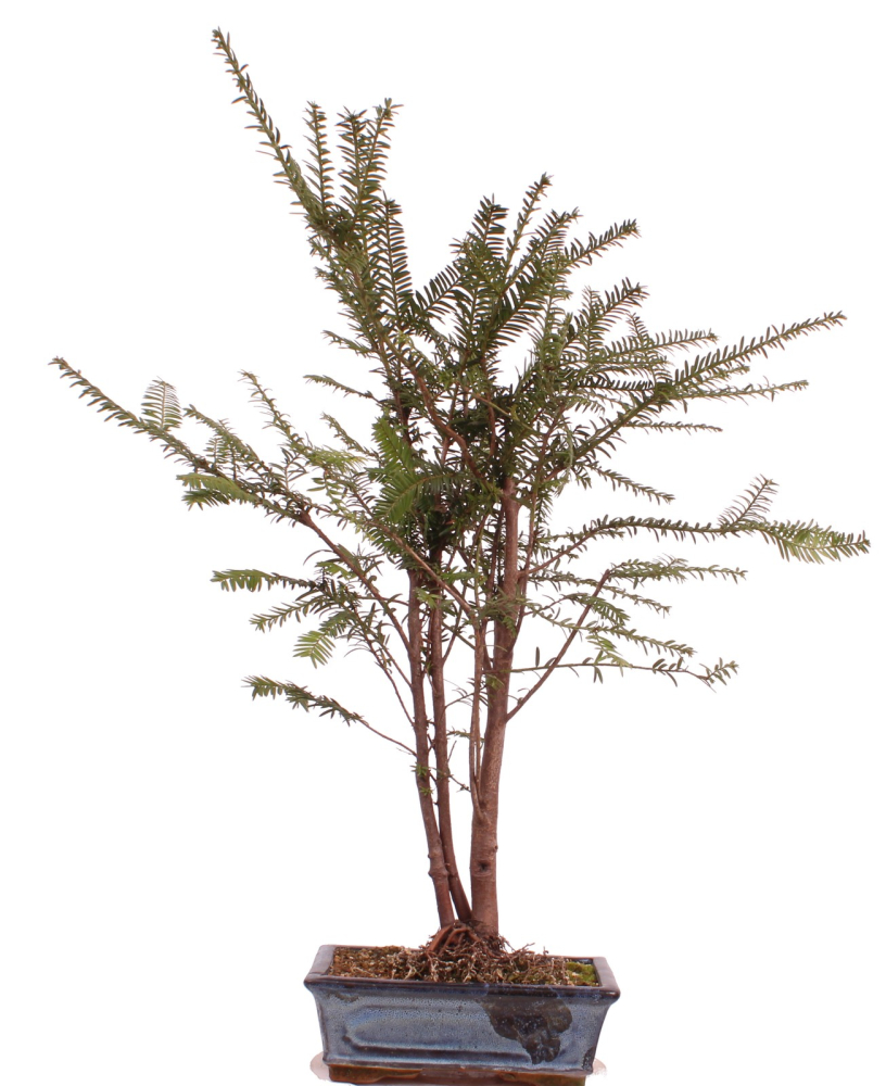 Bonsai - Taxus baccata - Europäische Eibe 3er-Gruppe  201/212