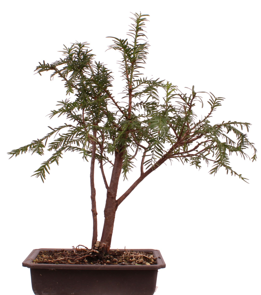 Bonsai Taxus baccata – Europäische Eibe – 38 cm – 201/219