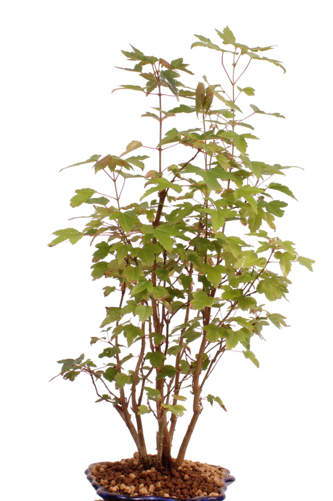 Bonsai - Acer buergerianum, Dreispitzahorn, Wald mit 8 Bäumen 204/05