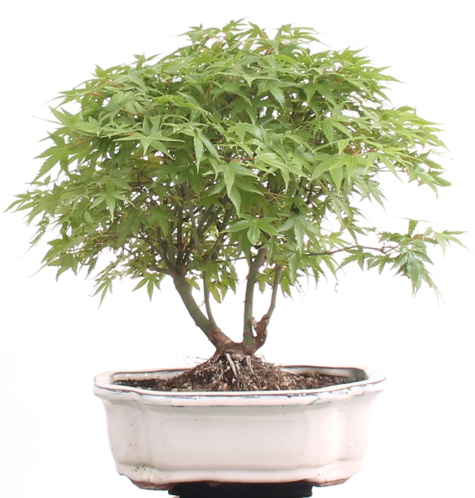 Bonsai - Acer palmatum Kiyohime, Japanischer Fächerahorn 204/61