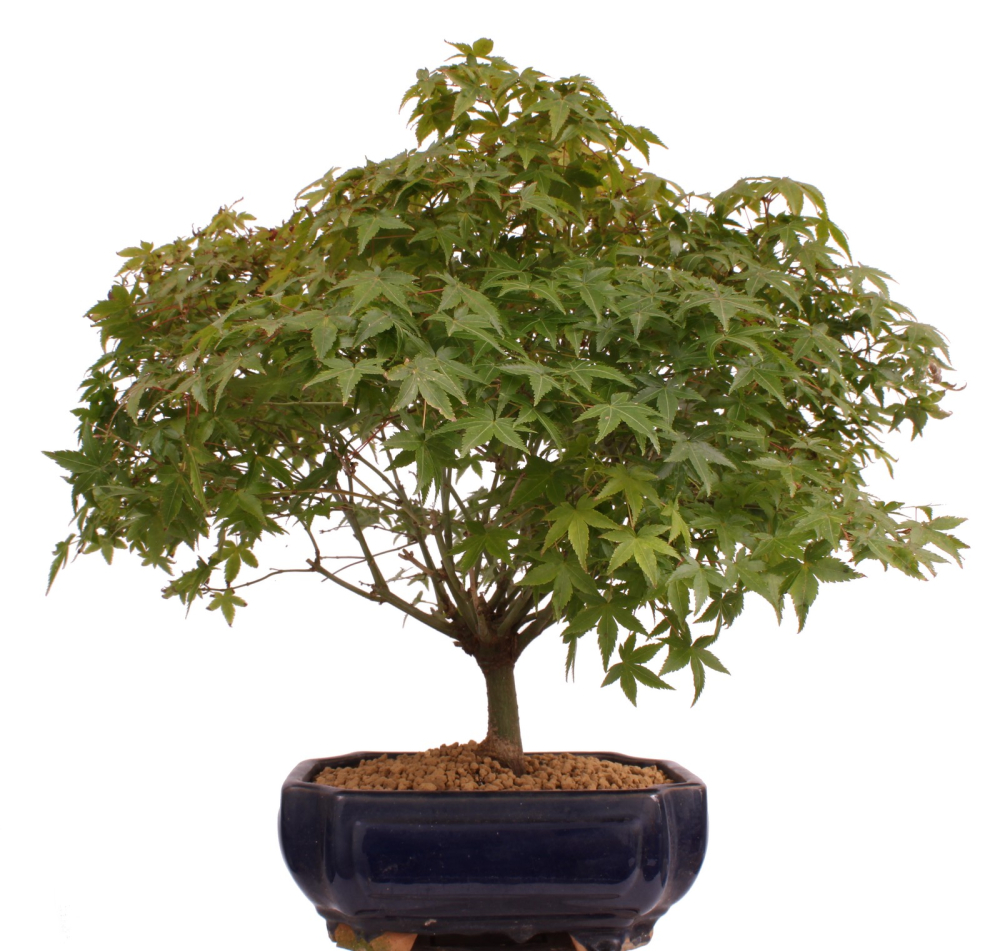 Bonsai - Acer palmatum Kiyohime, Japanischer Fächerahorn 204/69