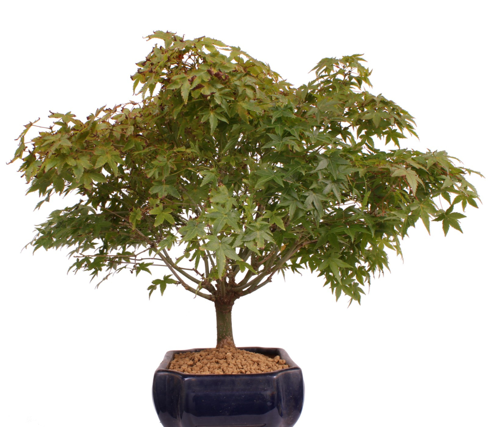 Bonsai - Acer palmatum Kiyohime, Japanischer Fächerahorn 204/69