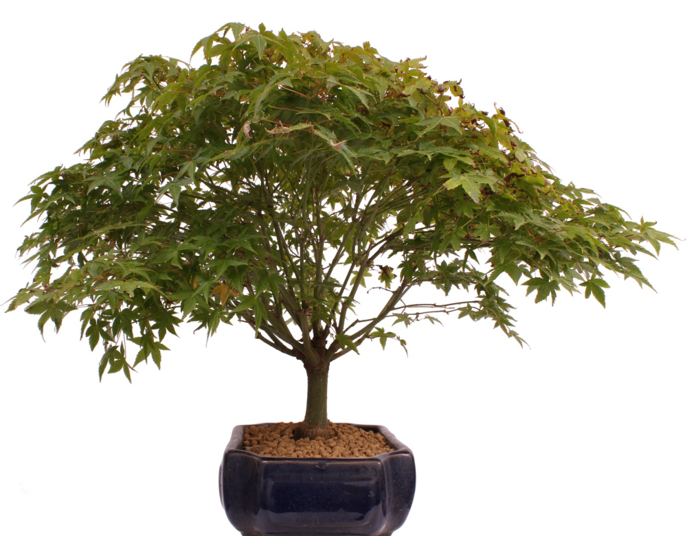 Bonsai - Acer palmatum Kiyohime, Japanischer Fächerahorn 204/69