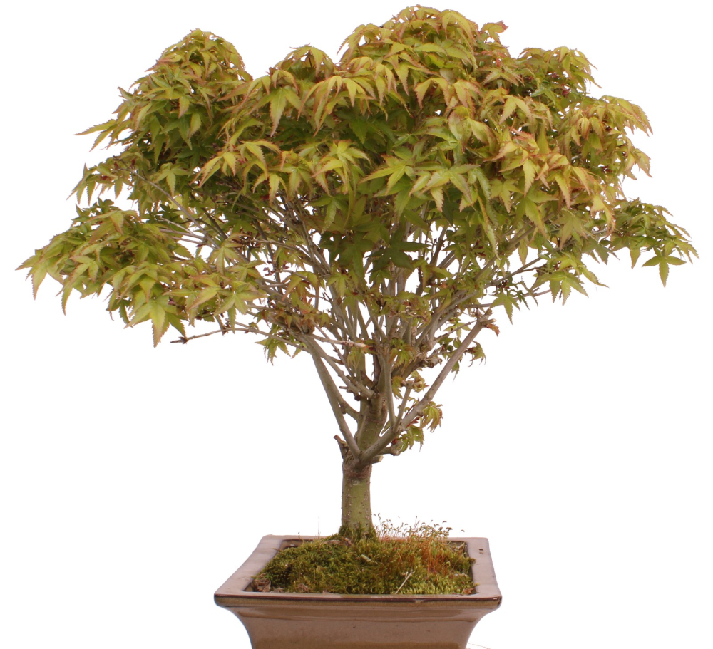 Bonsai - Acer palmatum Kiyohime - Japanischer Fächerahorn 204/74