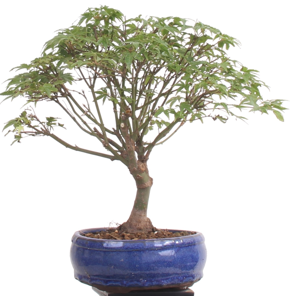 Bonsai - Acer palmatum Kiyohime, Japanischer Fächerahorn 204/81