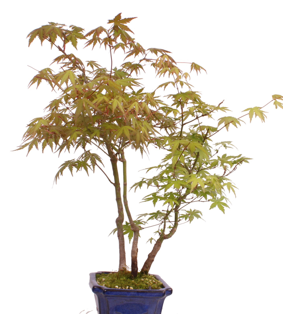 Bonsai - Acer palmatum 'Yamamomiji', Japanischer Fächerahorn 204/92D