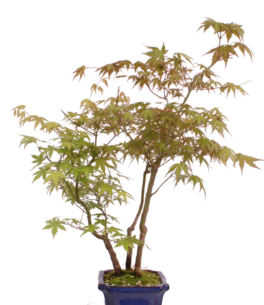 Bonsai - Acer palmatum 'Yamamomiji', Japanischer Fächerahorn 204/92D