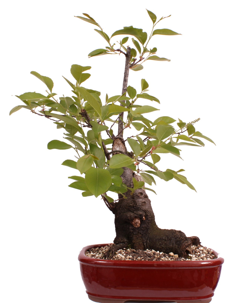 Bonsai - Prunus padus - Traubenkirsche - Yamadori  208/31