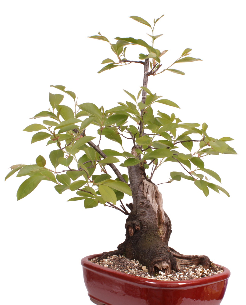 Bonsai - Prunus padus - Traubenkirsche - Yamadori  208/31