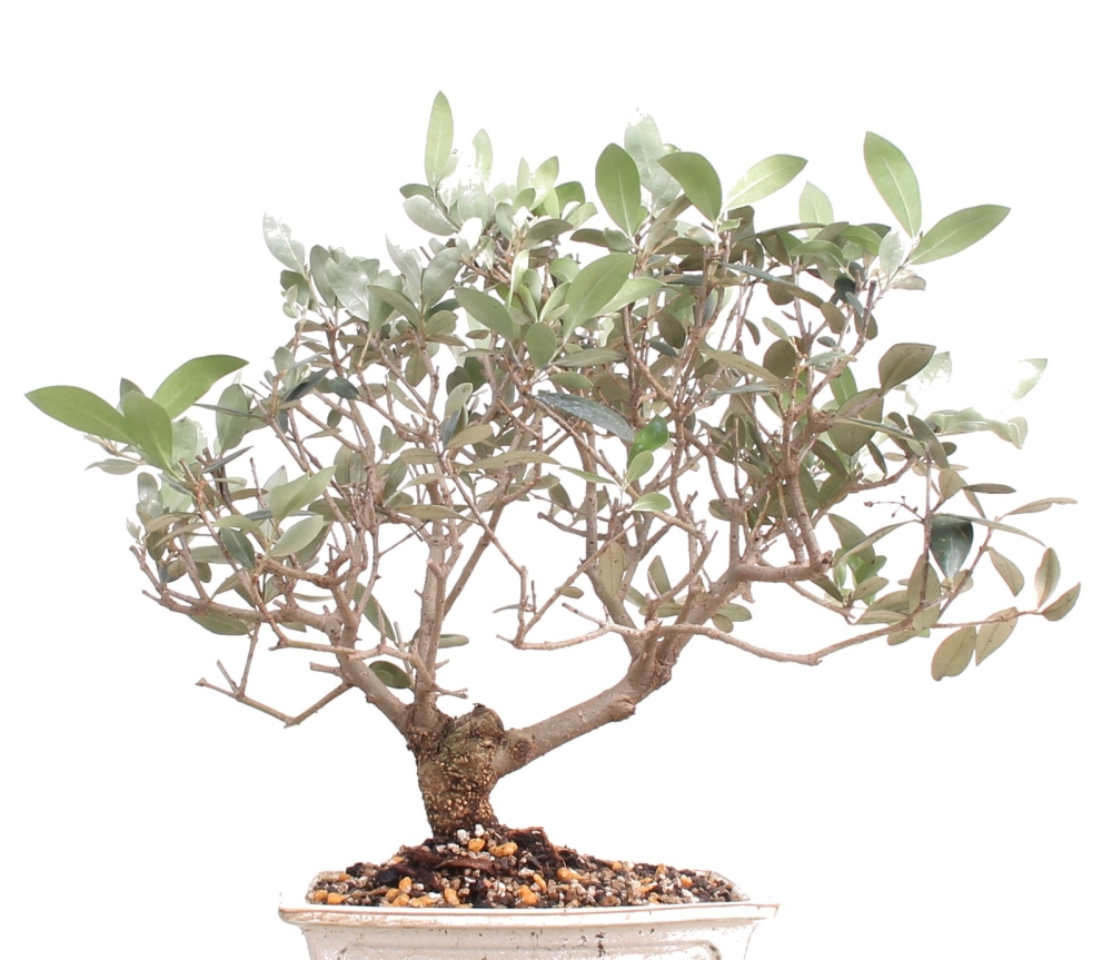 Bonsai - Olea europaea, Olive 209/149