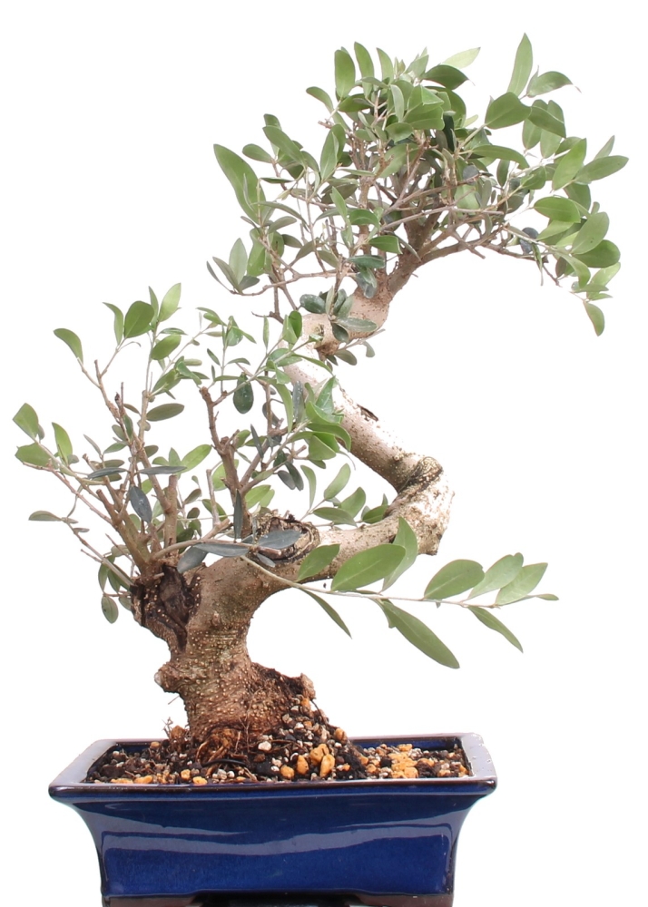 Bonsai - Olea europaea, Olive 209/151