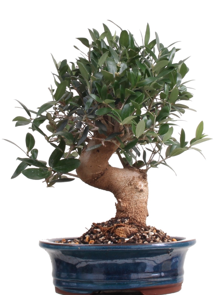 Bonsai - Olea europaea, Olive 209/153