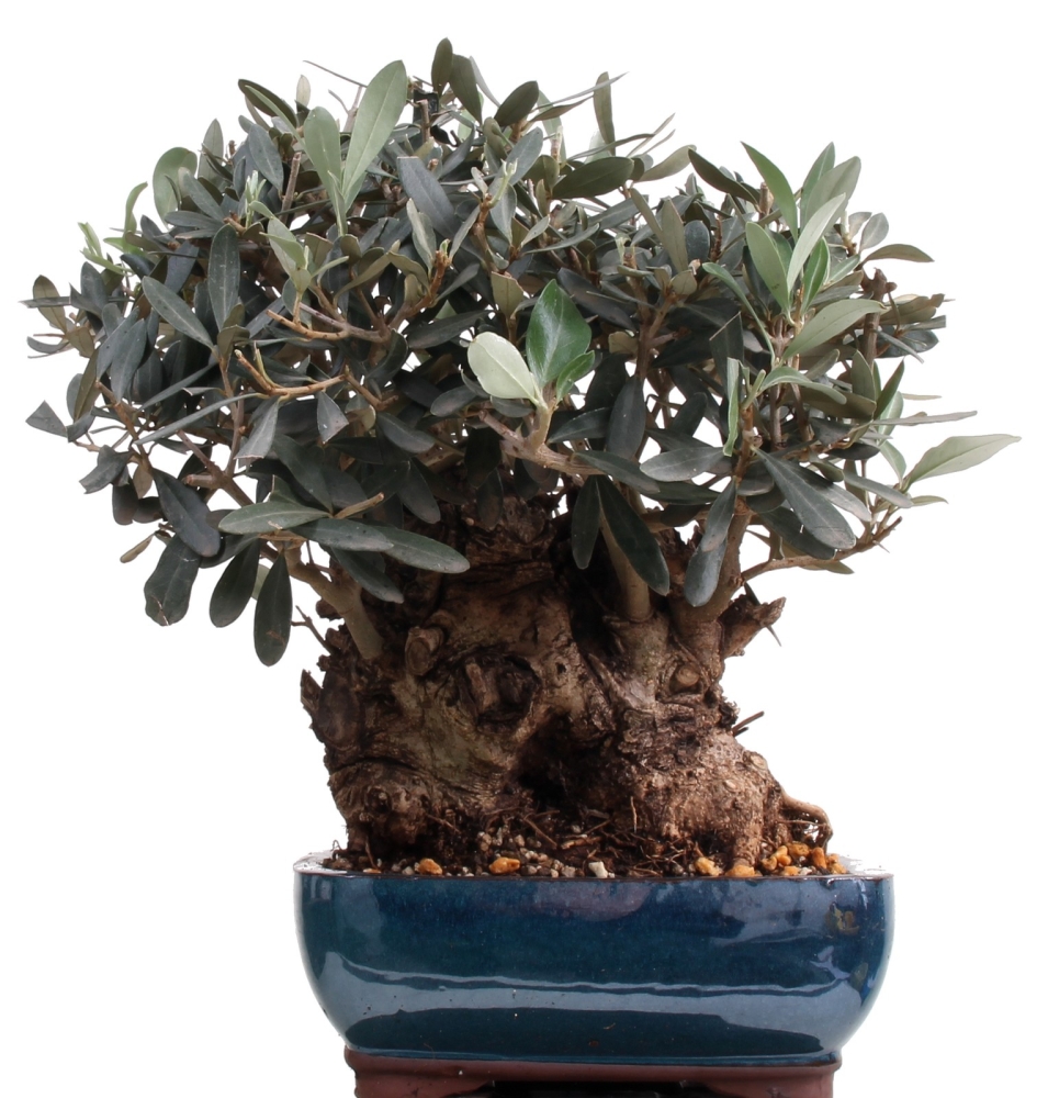 Bonsai - Olea europaea, Olive  209/156