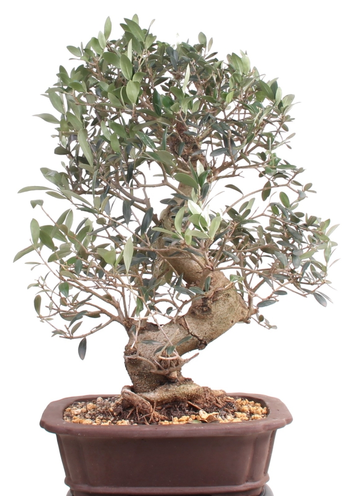 Bonsai - Olea europaea, Olive  209/163