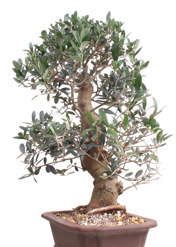 Bonsai - Olea europaea, Olive  209/163