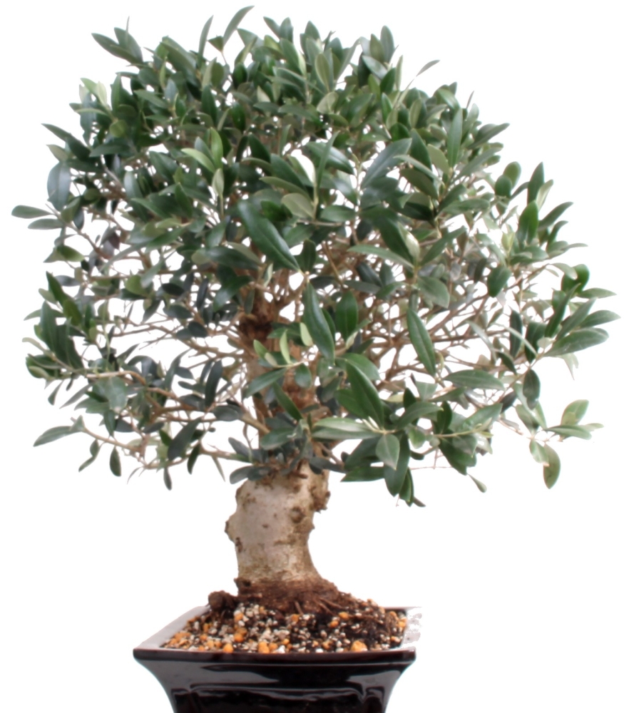 Bonsai - Olea europaea, Olive  209/165