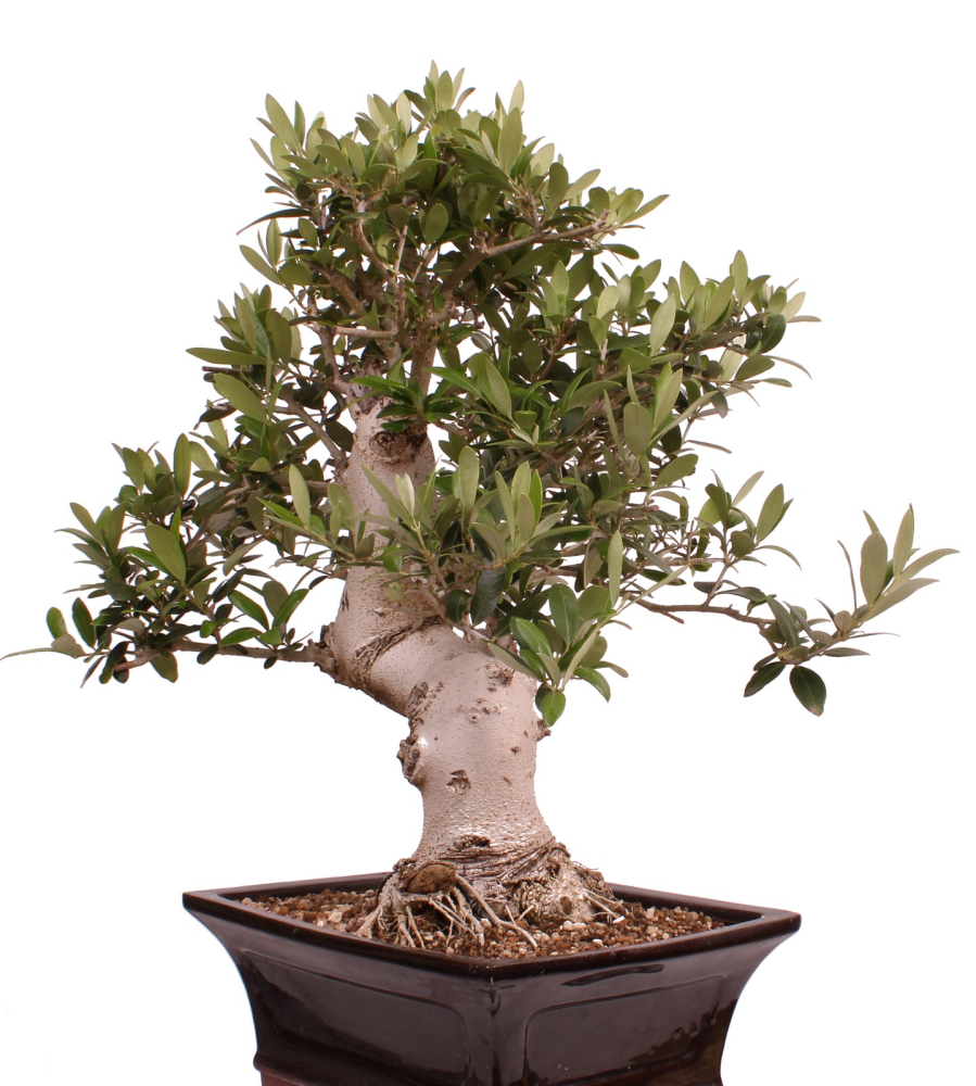 Bonsai - Olea europaea, Olive 209/165