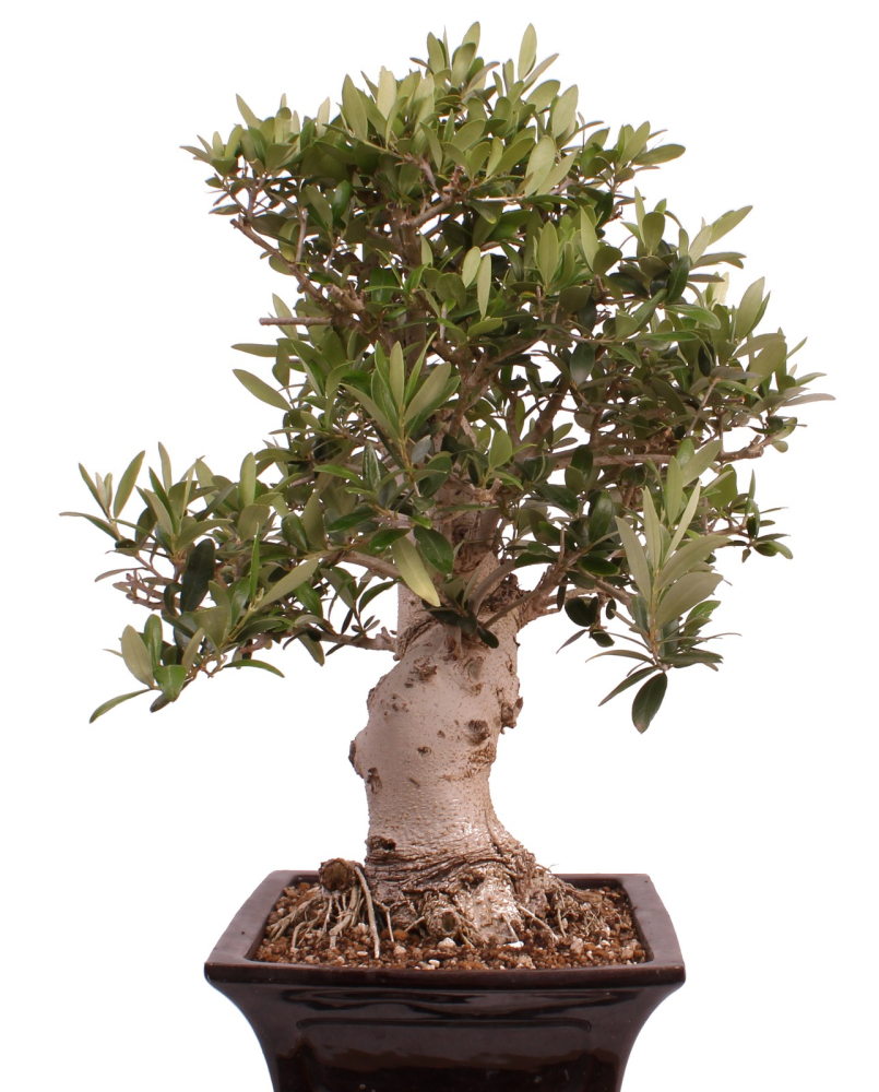 Bonsai - Olea europaea, Olive 209/165