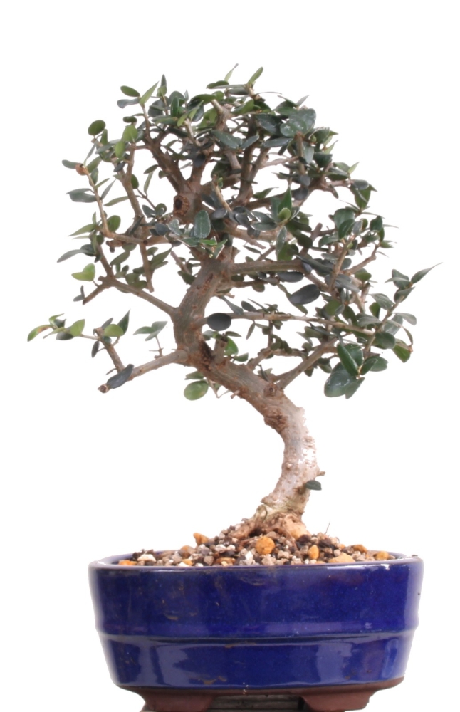 Bonsai - Olea europaea Sylvestris, Wild-Olive 209/174