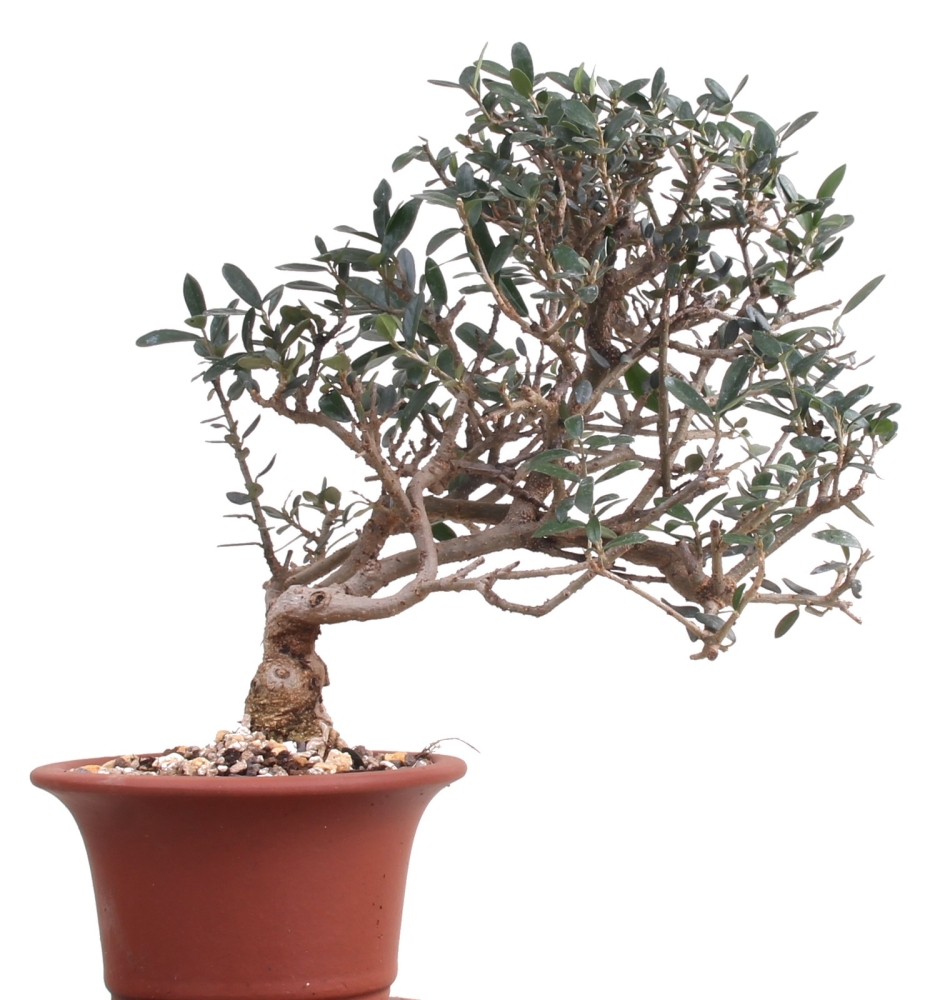 Bonsai - Olea europaea Sylvestris, Wild-Olive 209/175