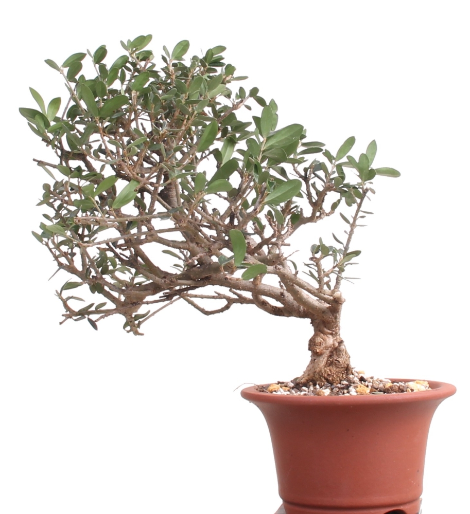Bonsai - Olea europaea Sylvestris, Wild-Olive 209/175