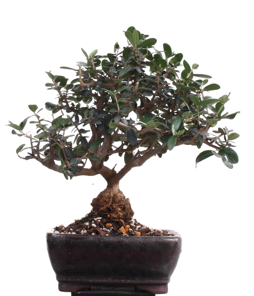 Bonsai - Olea europaea Sylvestris, Wild-Olive  209/180