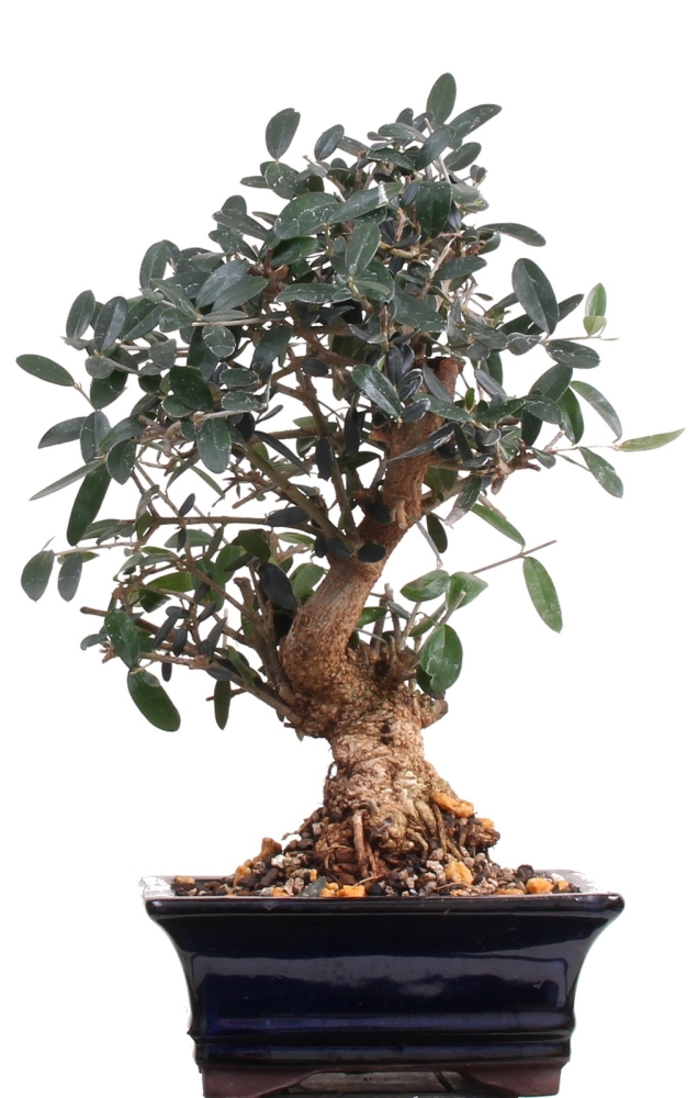 Bonsai - Olea europaea Sylvestris, Wild-Olive 209/185