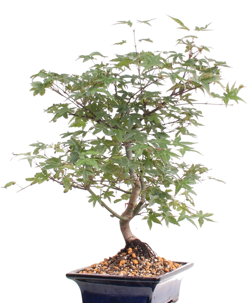 Bonsai - Acer palmatum, Japanischer Fächerahorn 209/19