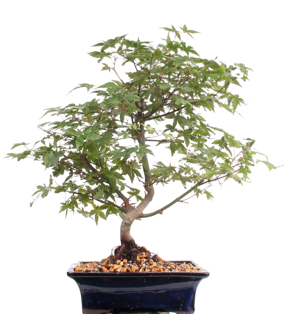 Bonsai - Acer palmatum, Japanischer Fächerahorn 209/19