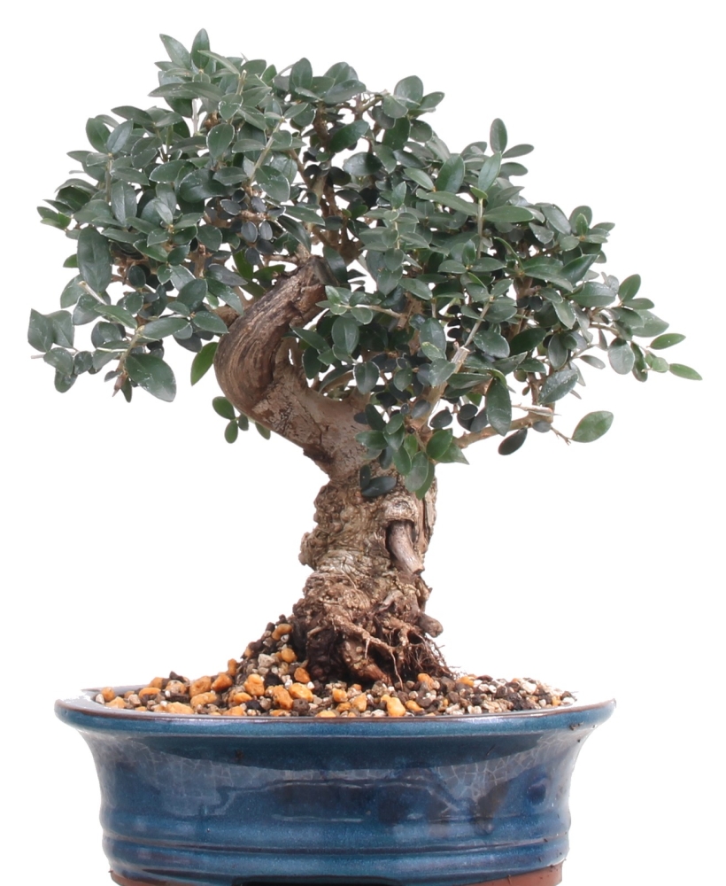 Bonsai - Olea europaea Sylvestris, Wild-Olive  209/202