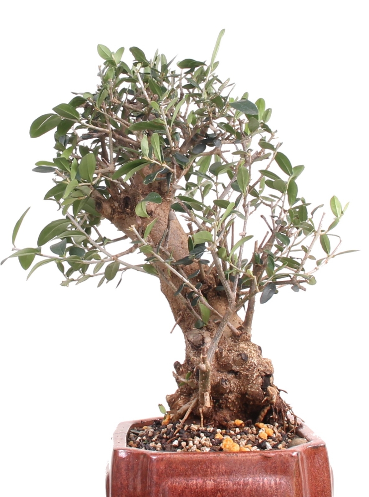 Bonsai - Olea europaea Sylvestris, Wild-Olive 209/206