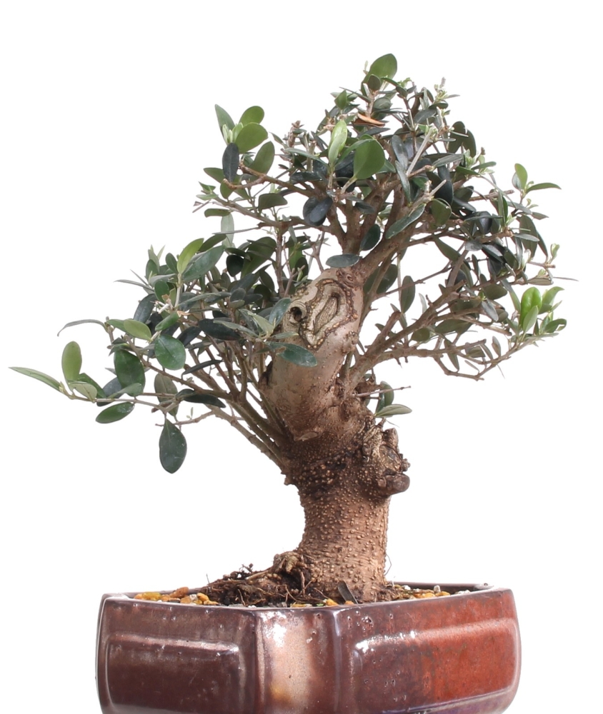 Bonsai - Olea europaea Sylvestris, Wild-Olive  209/207