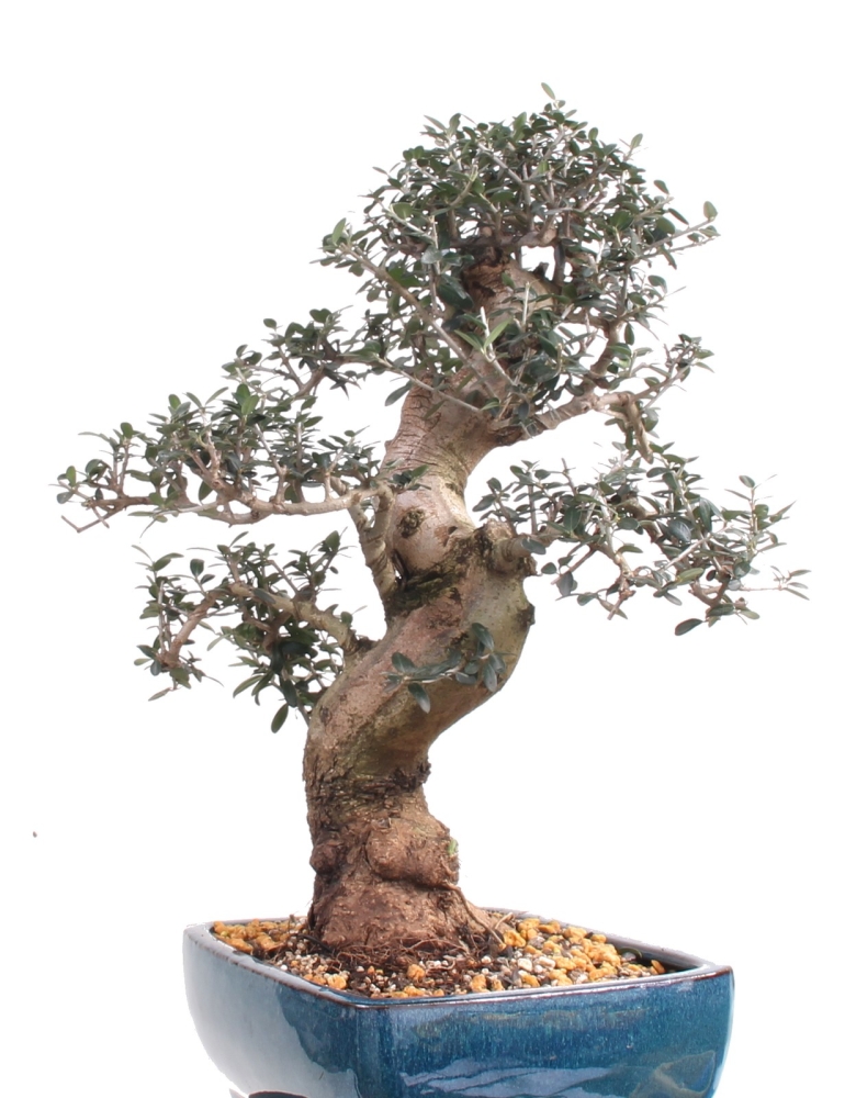 Bonsai - Olea europaea Sylvestris, Wild-Olive  209/223