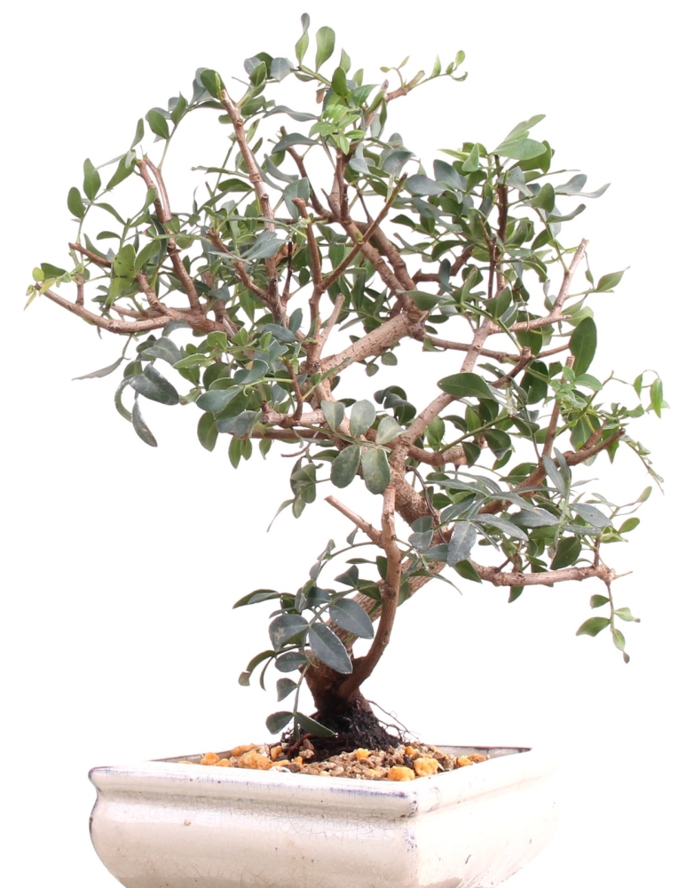 Bonsai - Olea europaea, Olive 209/151