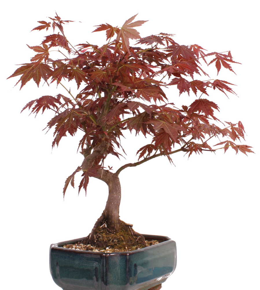 Bonsai - Acer palmatum - Japanischer Fächerahorn 209/25