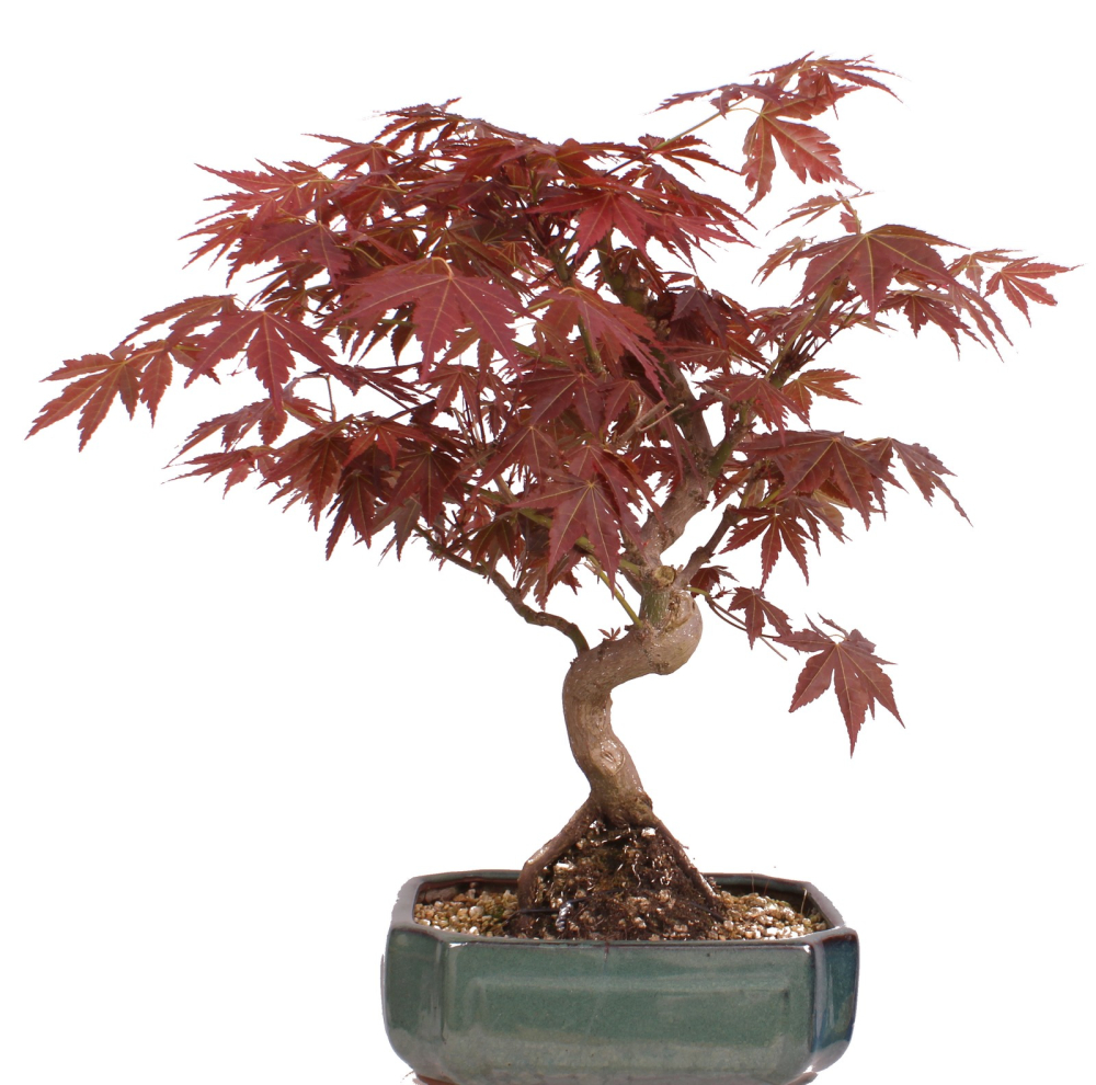 Bonsai - Acer palmatum - Japanischer Fächerahorn 209/25