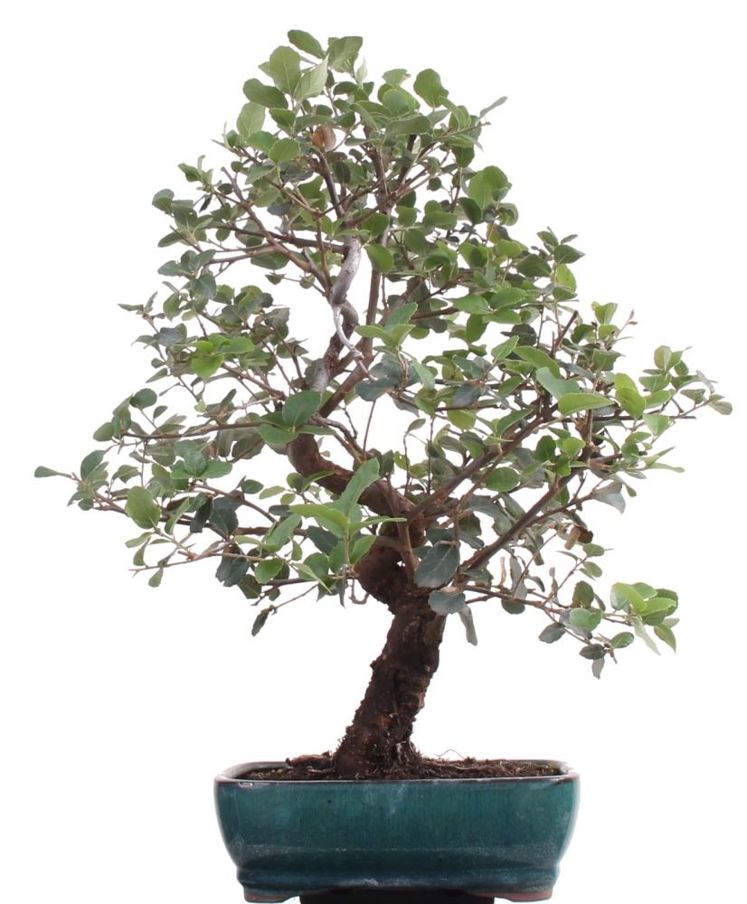 Bonsai - Quercus suber, Korkeiche   209/279