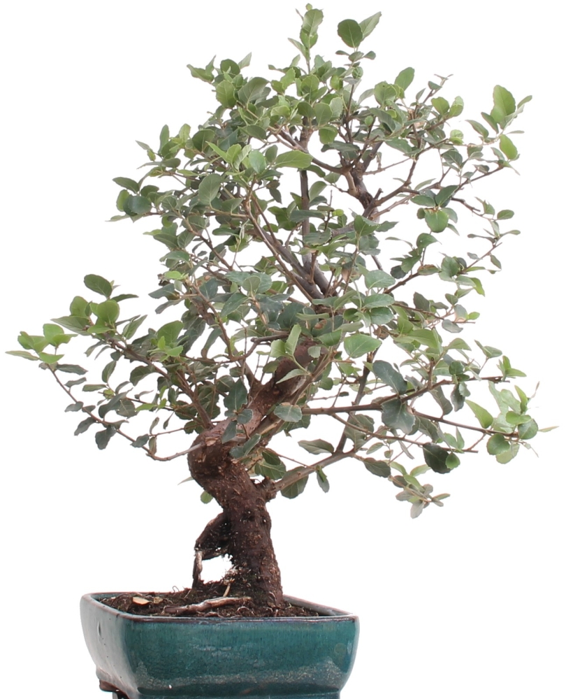 Bonsai - Quercus suber, Korkeiche   209/279