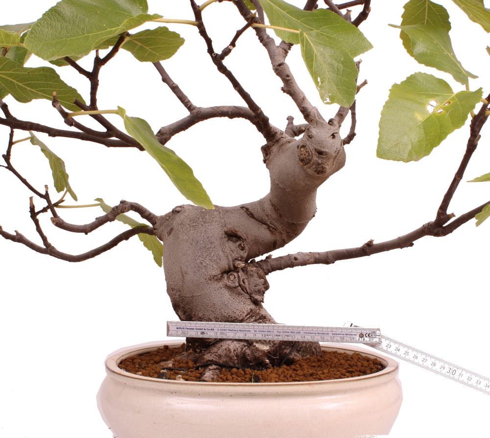 Bonsai - Ficus carica - echte Feige, Feigenbaum 209/80