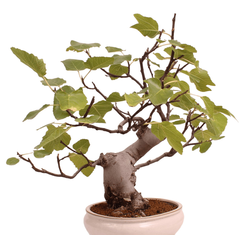 Bonsai - Ficus carica - echte Feige, Feigenbaum 209/80