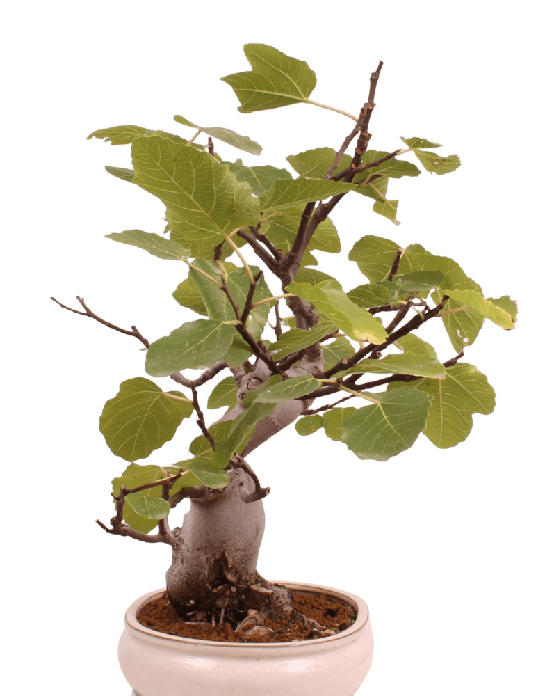 Bonsai - Ficus carica - echte Feige, Feigenbaum 209/80